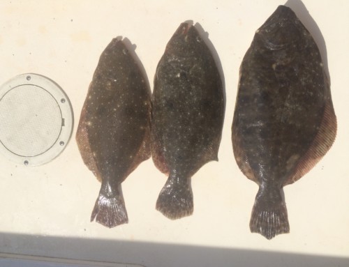 Gulf Flounder, thoughts on Southern Flounder and Management Options.